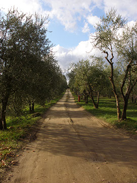 pc100233viale degli ulivi