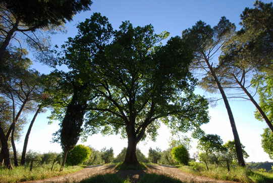 quercia